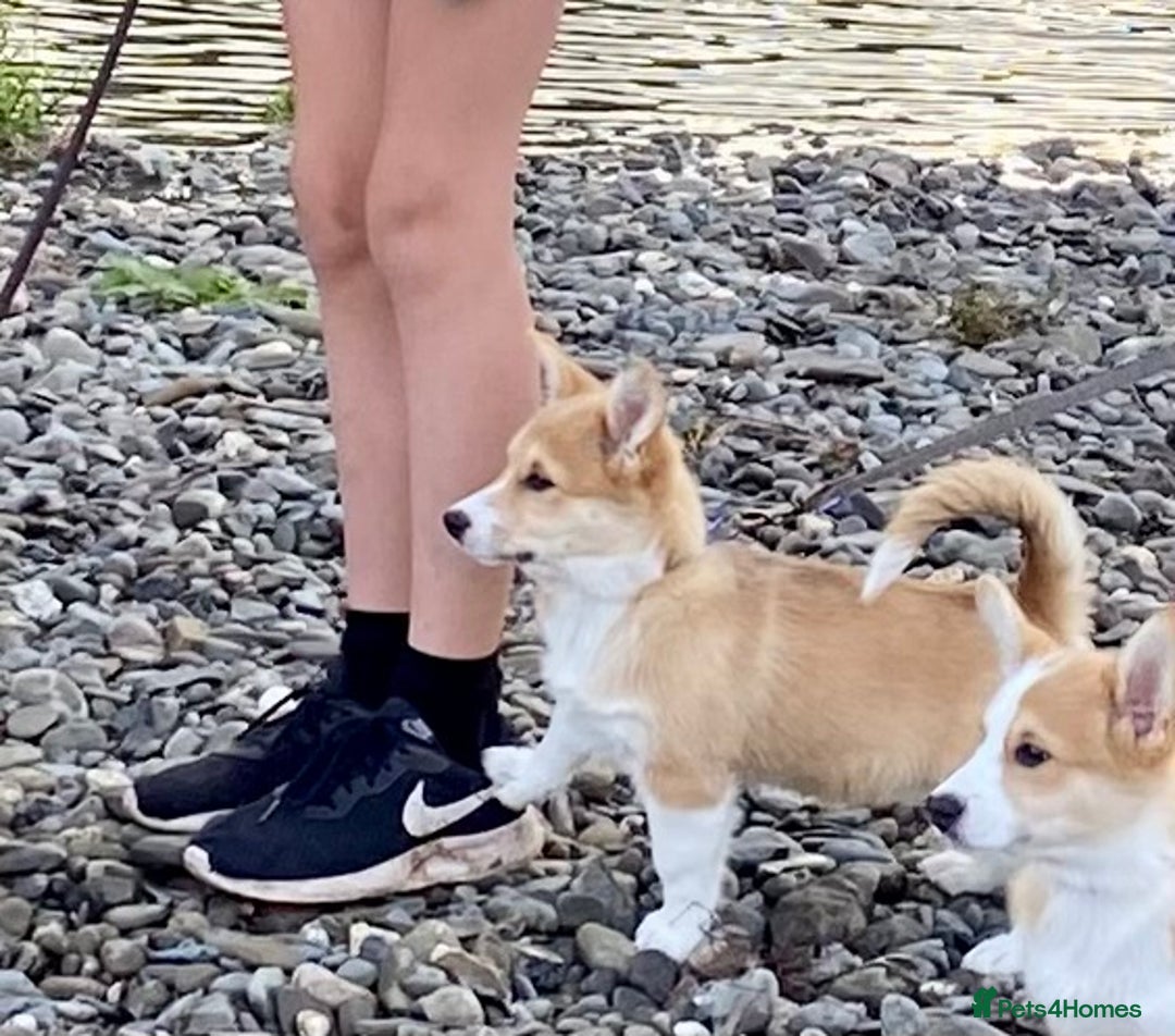 Mixed Breed dogs for sale: Corgi cross puppy - Image 3