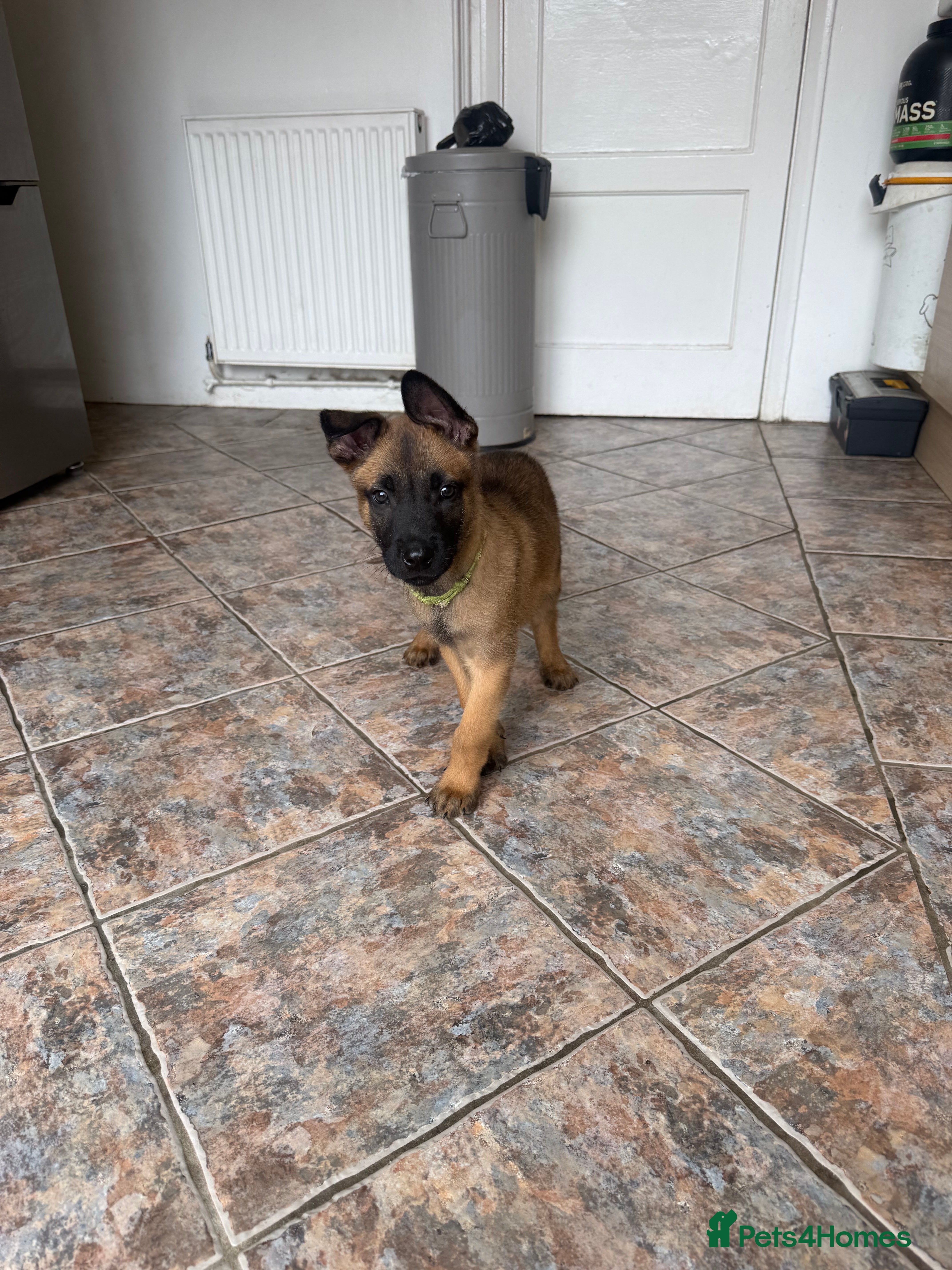 Belgian Shepherd Dog dogs Solid confident pups ready to go   - Advert 2