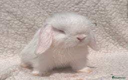 Mini Lop rabbits for sale: STUNNING PUREBRED MINI LOP BABY GIRLS AND BOYS - Image 3