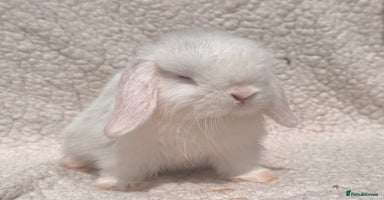 Mini Lop rabbits - Advert 6