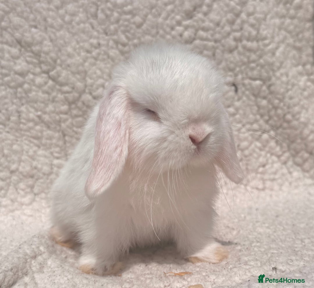 Mini Lop rabbits for sale: STUNNING PUREBRED MINI LOP BABY GIRLS AND BOYS - Image 3