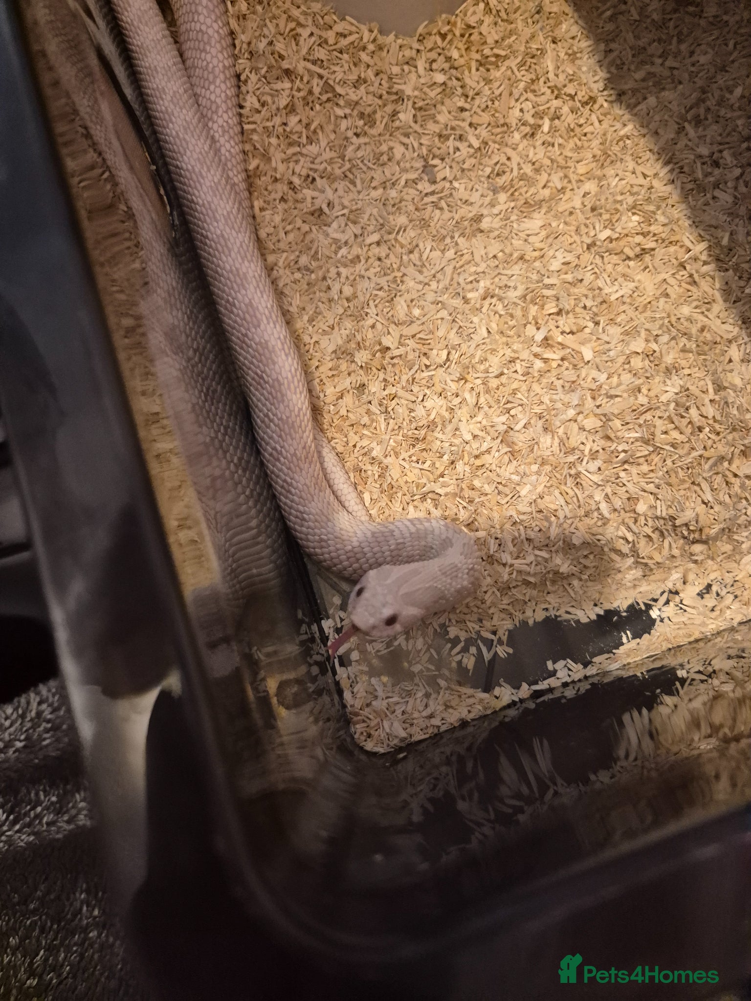 Snake reptiles Snow hets toxic hognose  - Advert 1