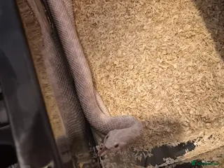 Snake reptiles Snow hets toxic hognose - Advert 8