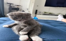 Scottish Fold cats for sale: Scottish fold X British Blue kittens for sale.  - Image 10