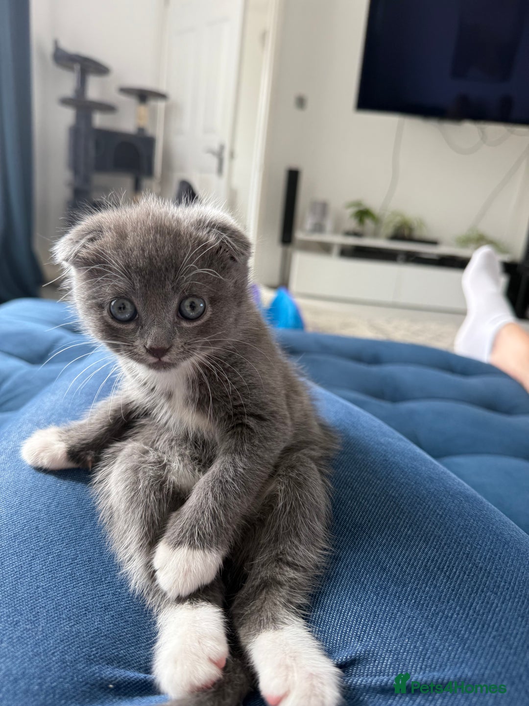 Scottish Fold cats for sale: Scottish fold X British Blue kittens for sale.  - Image 10