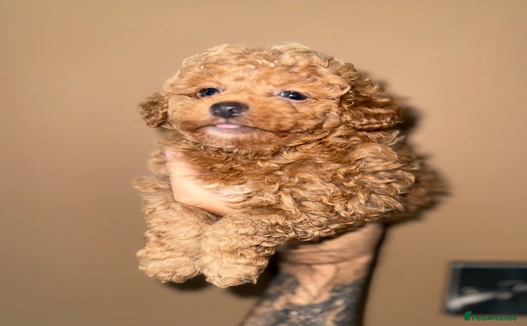 Toy Poodle dogs - Advert 2