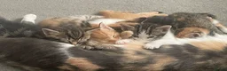 Mixed Breed cats for sale: Beautiful mixed American Kittens  - Advert 25
