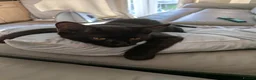 Mixed Breed cats for sale: Tiger,the black boy  - Advert 4