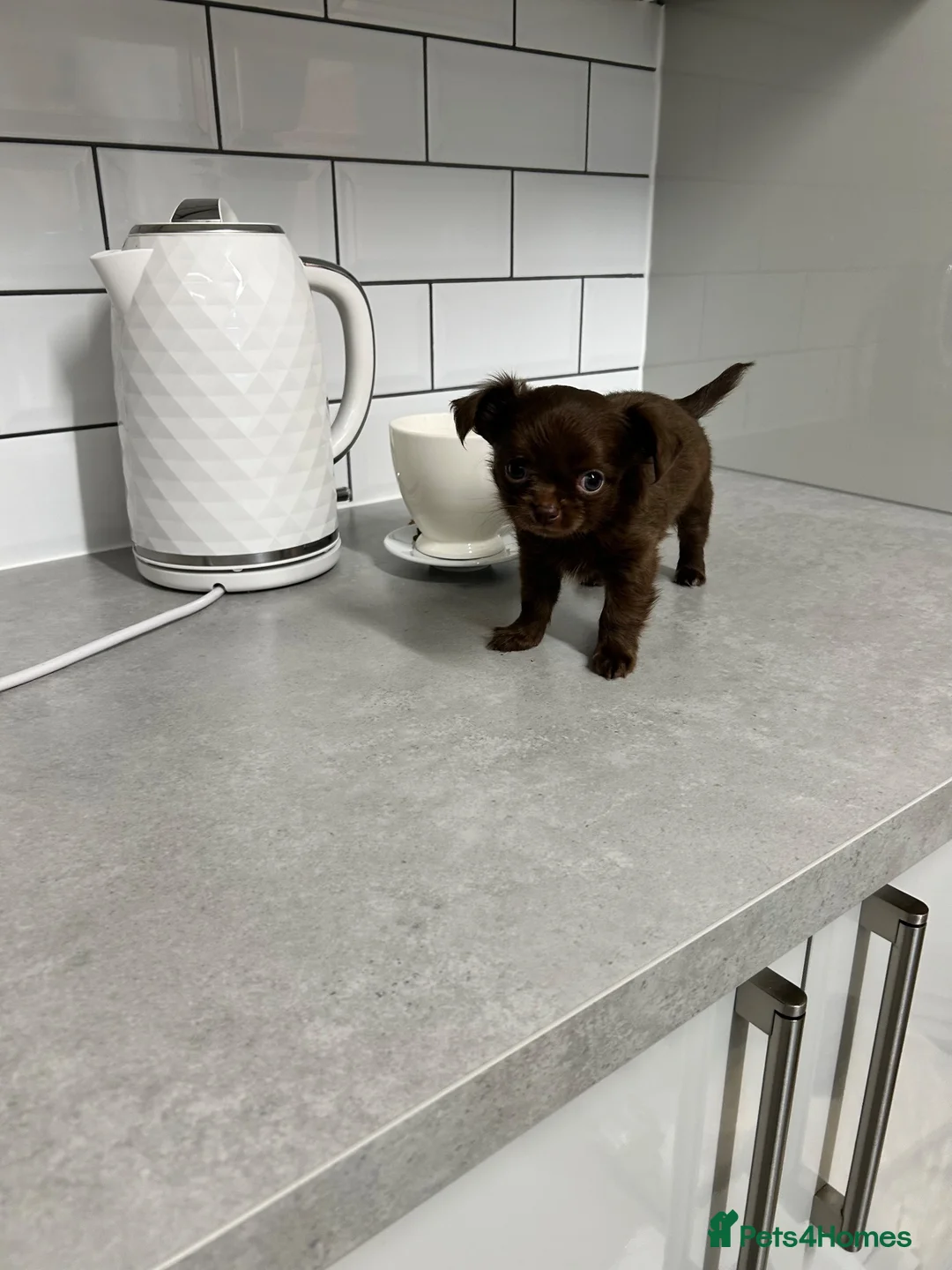 Chihuahua dogs for sale: Precious Tiny Chelsea Chihuahuas  - Advert 2