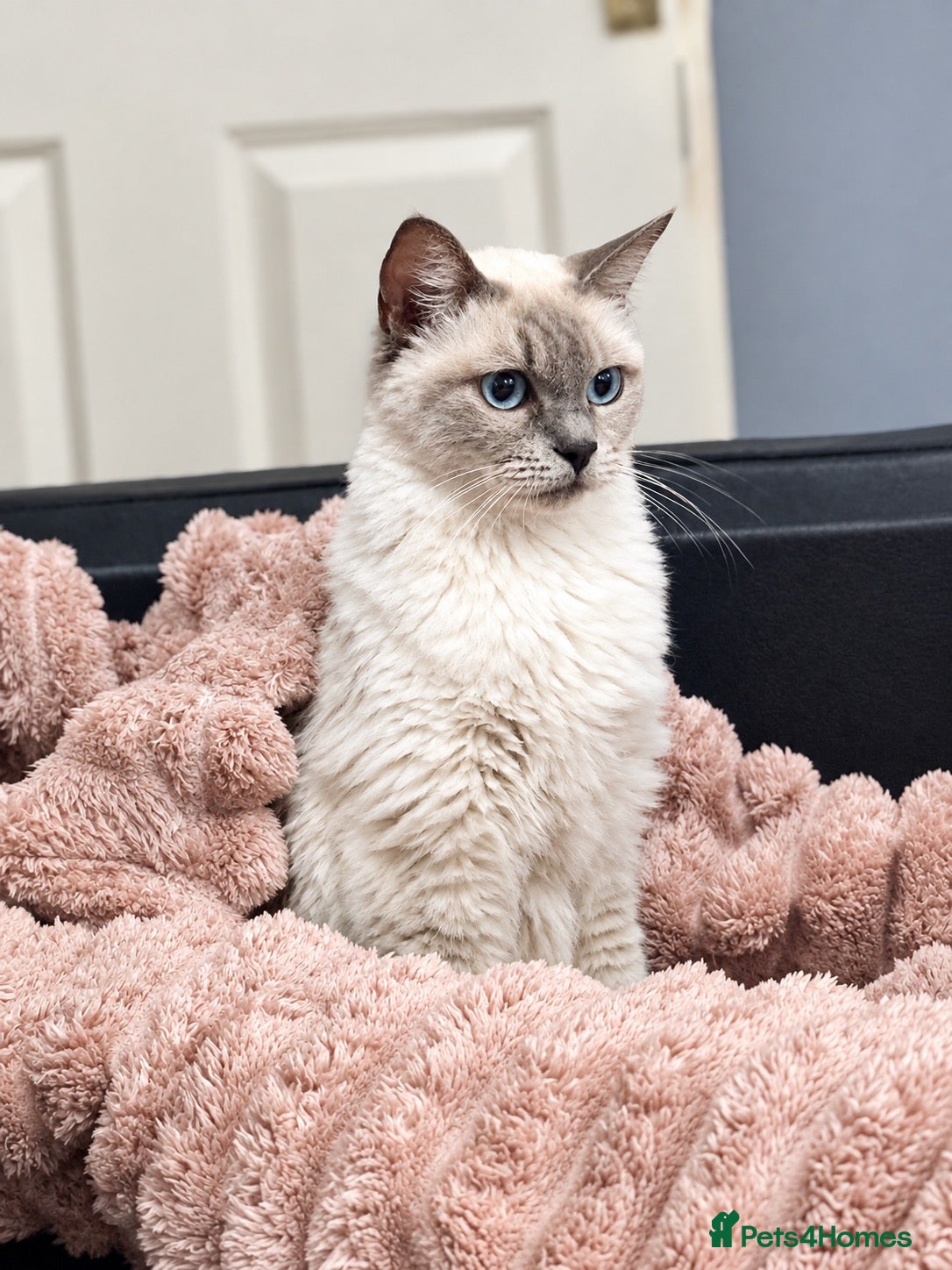 Ragdoll cats Ragdoll - Advert 9
