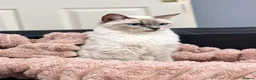 Ragdoll cats for sale: Ragdoll - Advert 2