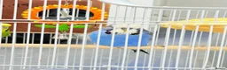 Budgerigars birds for sale: Budgies pair & cage in Dagenham - Advert 11
