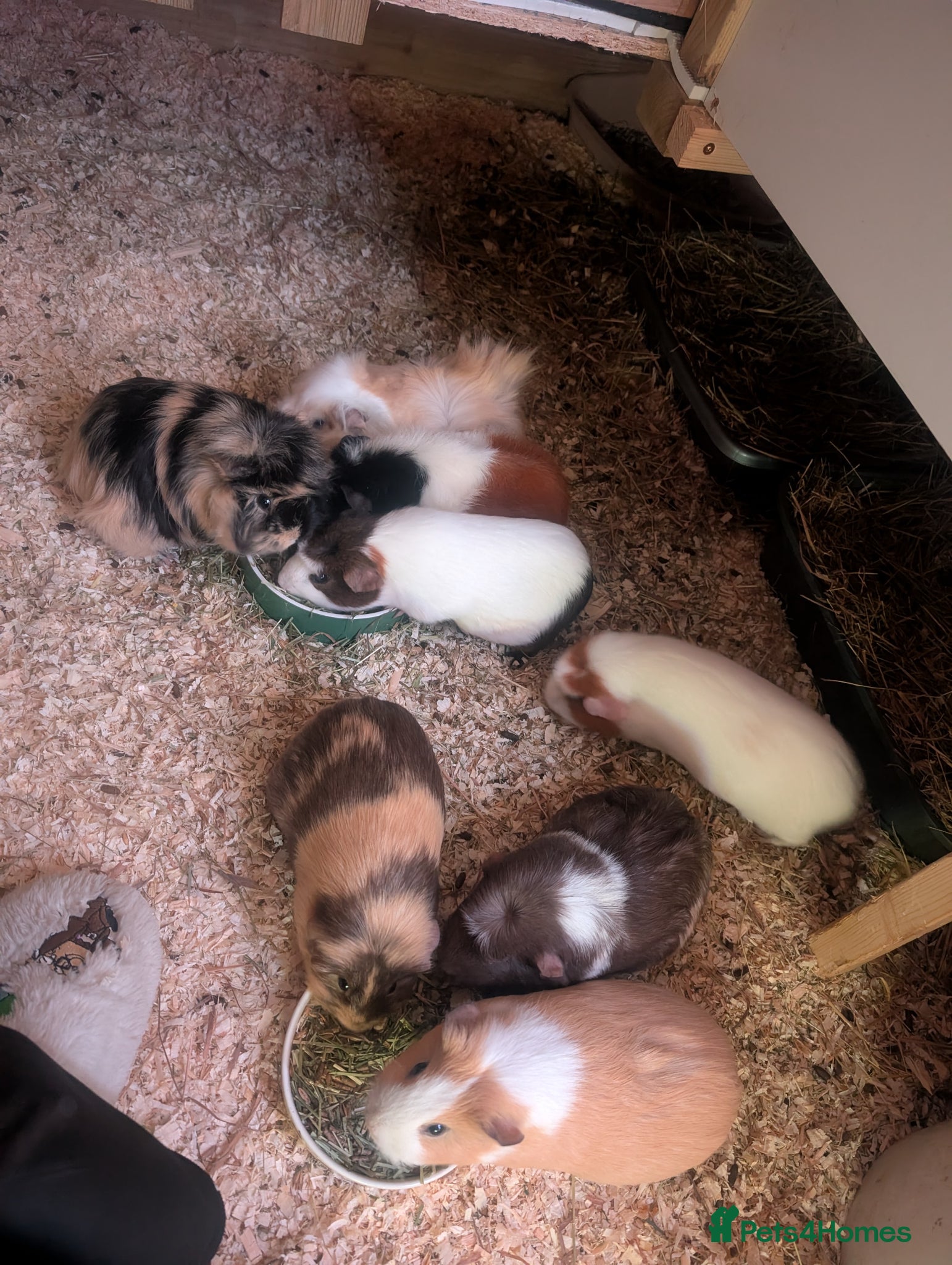 Guinea Pig rodents Sows for sale - Advert 1