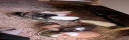 Guinea Pig rodents for sale: Sows for sale - Advert 1