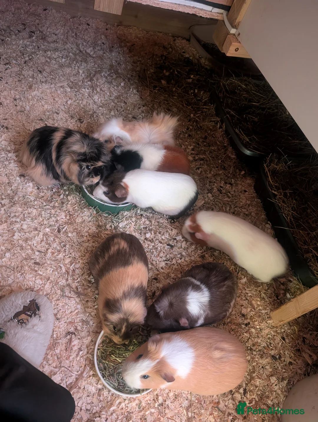 Guinea Pig rodents for sale: Sows for sale - Advert 1