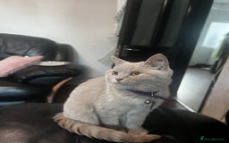 British Shorthair cats for sale:  🐾 Beautiful Kitten Looking for a Loving Home 🐾 - Image 4