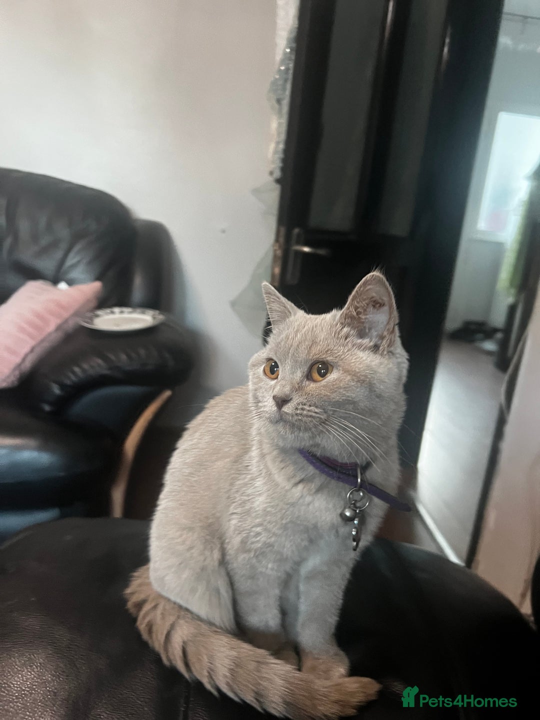 British Shorthair cats for sale:  🐾 Beautiful Kitten Looking for a Loving Home 🐾 - Image 4