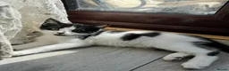 Manx cats for sale: Adorable kitten for sale in London - Advert 5