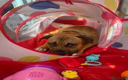 Mixed Breed dogs for sale: Rambo & Nala - Image 4