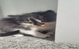 Mixed Breed cats for sale:  3 cute kittens  - Image 1