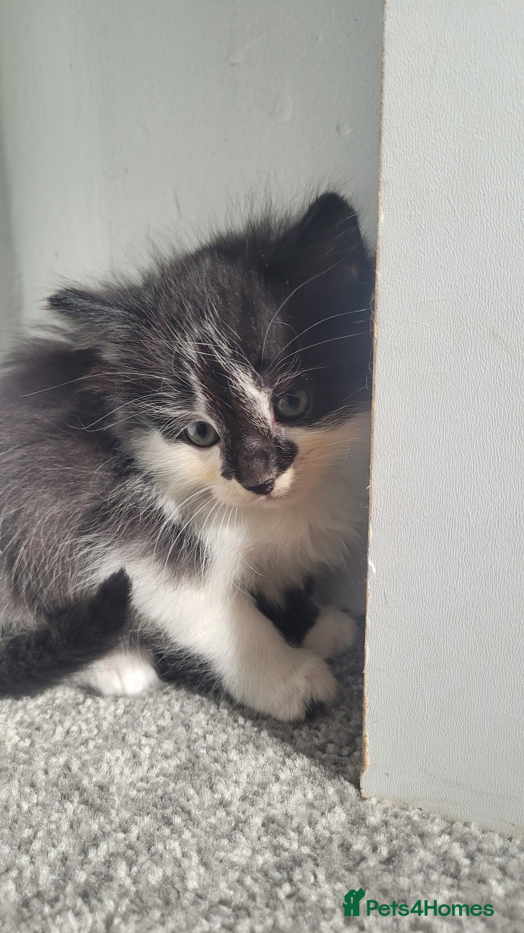 Mixed Breed cats for sale:  3 cute kittens  - Image 1