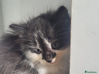 Mixed Breed cats - Advert 10