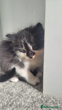 Mixed Breed cats - Advert 13