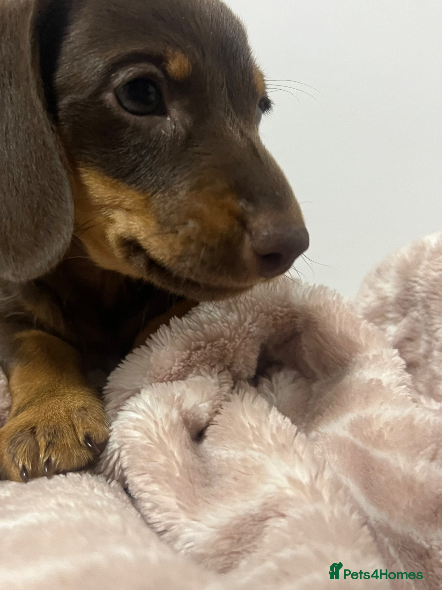 Miniature Dachshund dogs Miniature Dachshund Puppies for Sale - Advert 2