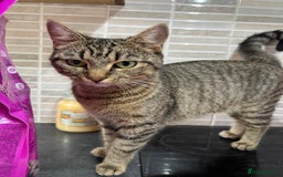 Domestic Shorthair cats for sale: 3 sweet kittens - Image 5