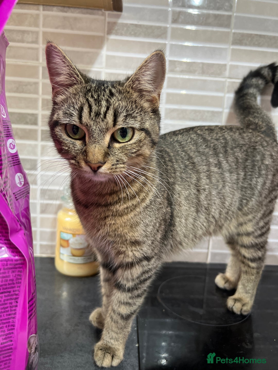 Domestic Shorthair cats for sale: 3 sweet kittens - Image 5