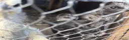 Chickens poultry for sale: Day old chicks and growers 🥰 - Advert 5
