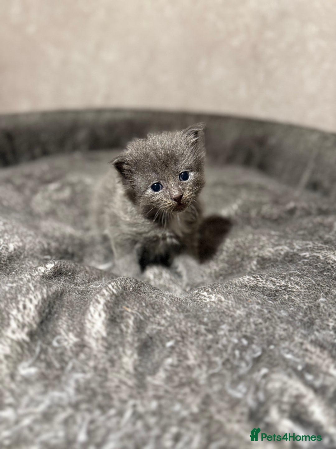 Ragcoon cats for sale: READY NOW Stunning RAGCOON Kittens  - Advert 22