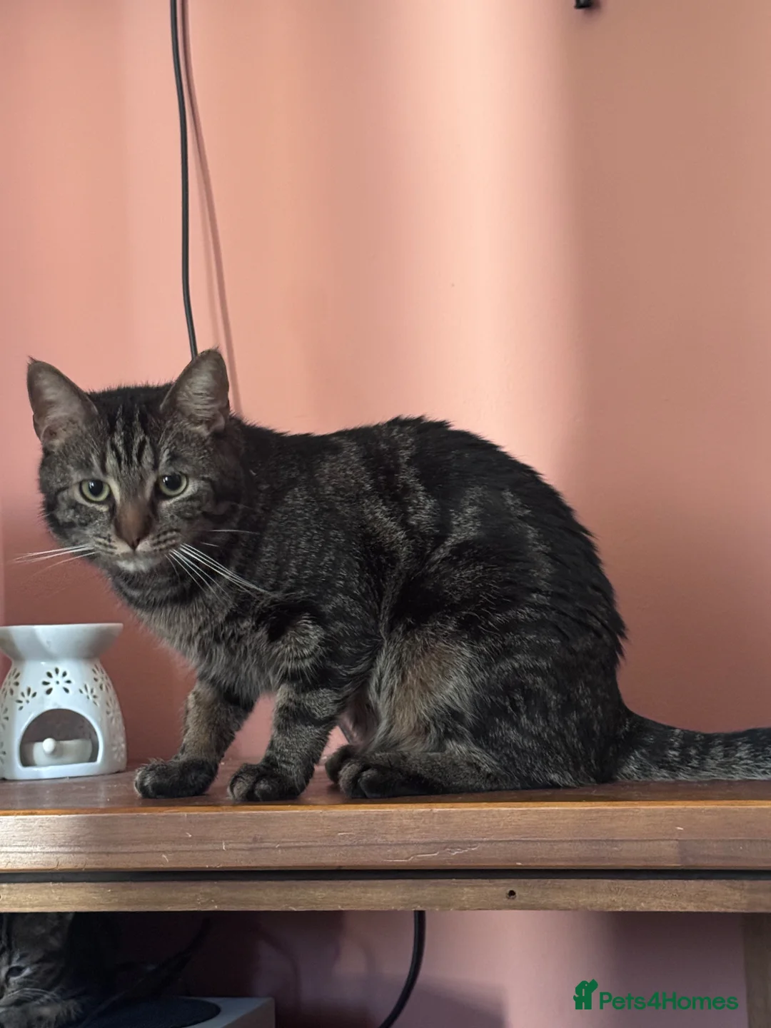 Domestic Shorthair cats for sale: Tabby male looking for a new family - Advert 1