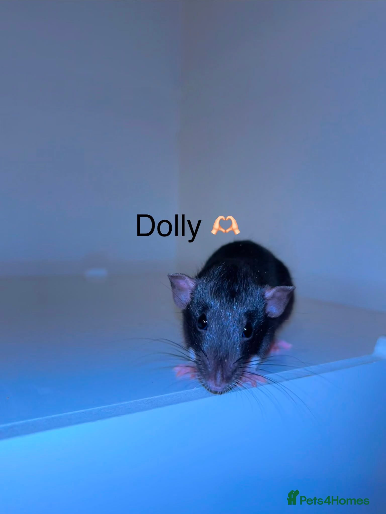 Rat rodents Beautiful baby rats  - Advert 2