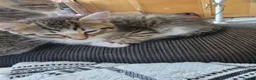 Mixed Breed cats for sale: Kittens ready now - Advert 6