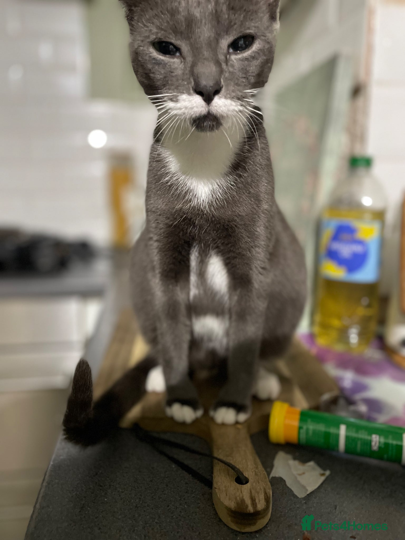 Mixed Breed cats for sale: Kittens for sale - Advert 1
