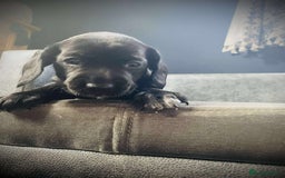 Mixed Breed dogs for sale: Docker puppy’s  - Image 12