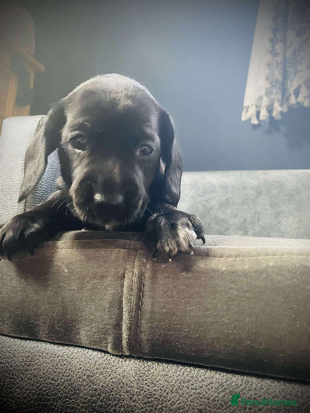 Mixed Breed dogs for sale: Docker puppy’s  - Image 12