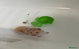 Hamster rodents for sale: Cute Small Hamster Looking for a Loving Home - Image 2