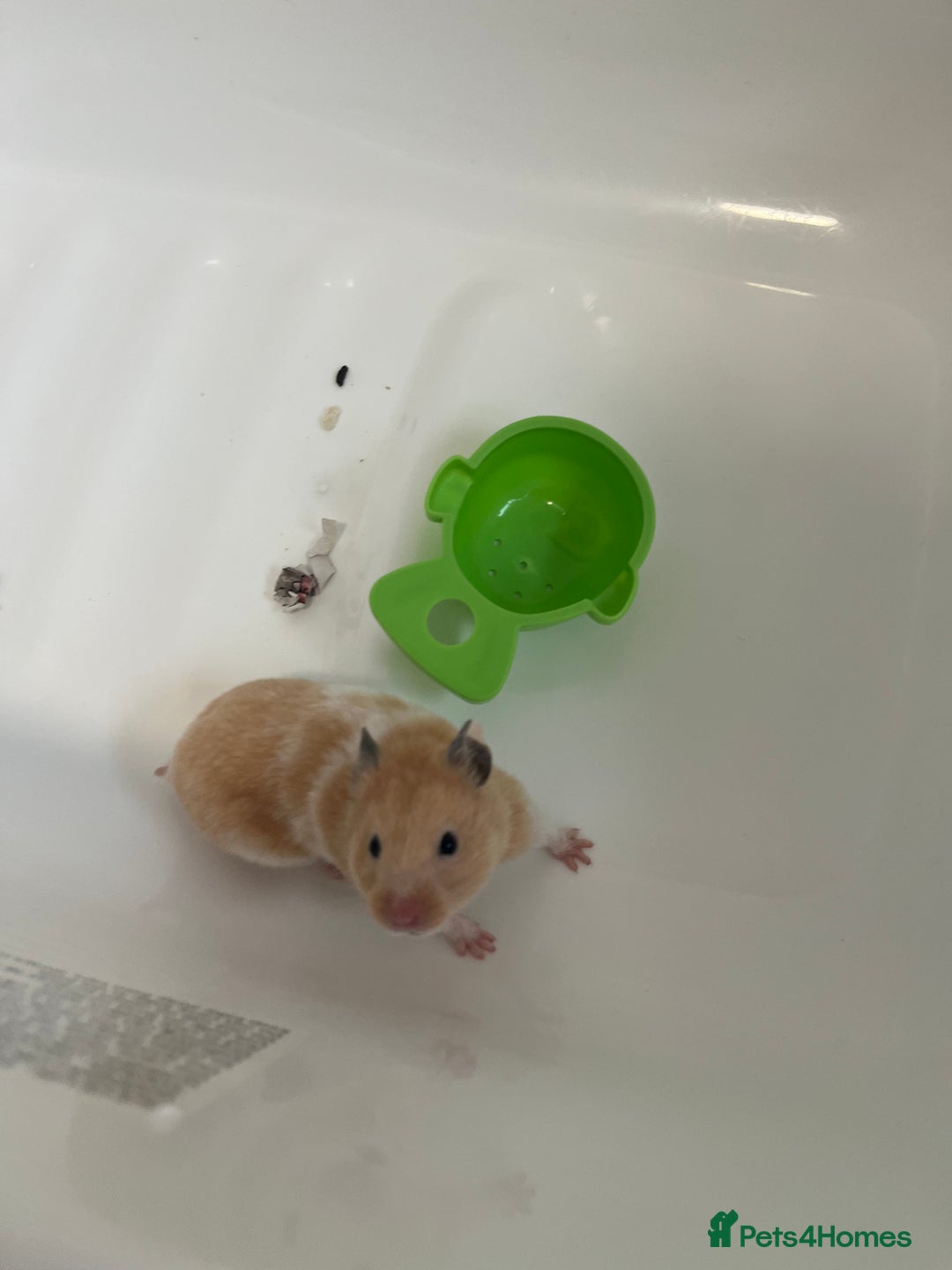 Hamster rodents for sale: Cute Small Hamster Looking for a Loving Home - Image 2