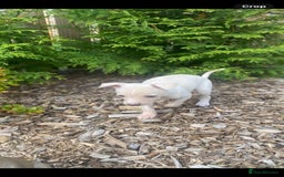 Italian Greyhound dogs for sale: Italian greyhound puppies - Image 16