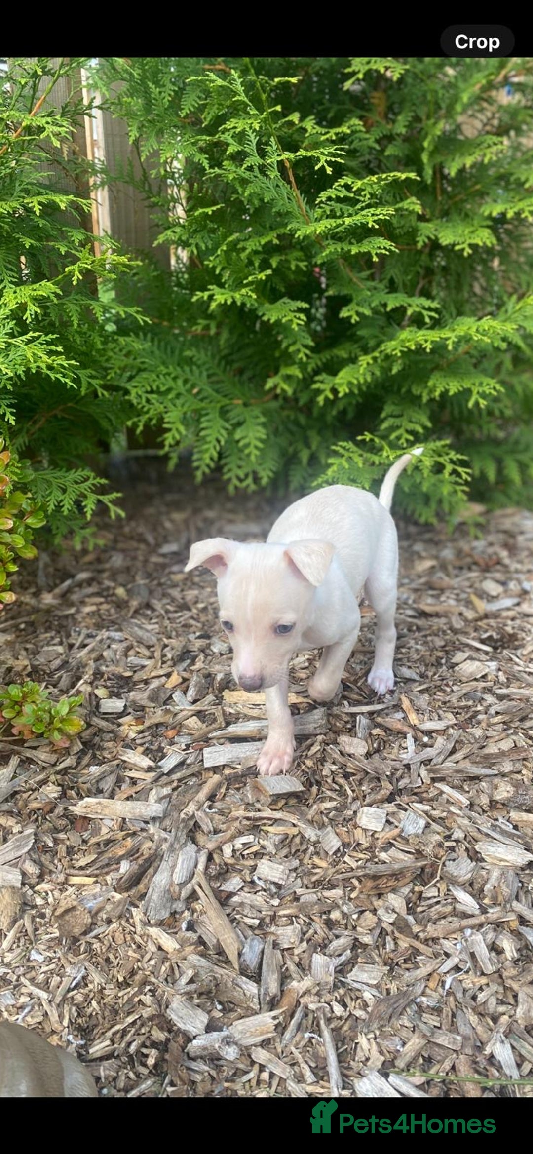 Italian Greyhound dogs for sale: Italian greyhound puppies - Image 16
