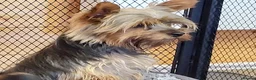 Yorkshire Terrier dogs for sale: Stunning Yorkshire Terrier puppies.  - Advert 10