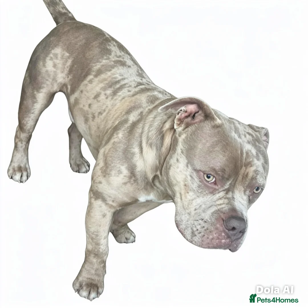 American Bully dogs for sale: American pocket bully puppies for sale 🐾 - Advert 2