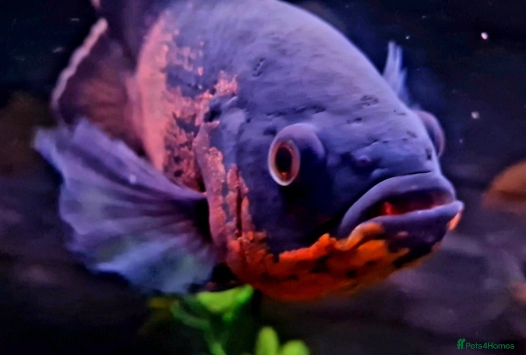 Cichlids fish for sale: South American Cichlids for sale - Image 1