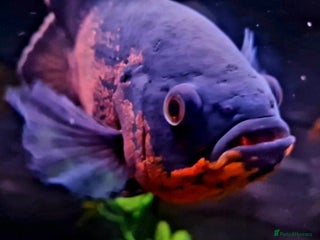 Cichlids fish - Advert 24