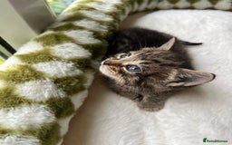 Mixed Breed cats for sale: 3 playful kittens  - Image 16