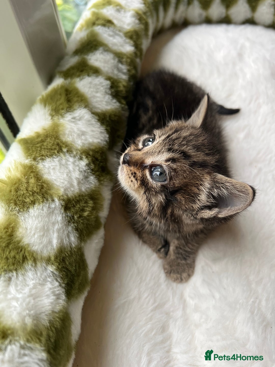 Mixed Breed cats for sale: 3 playful kittens  - Image 16