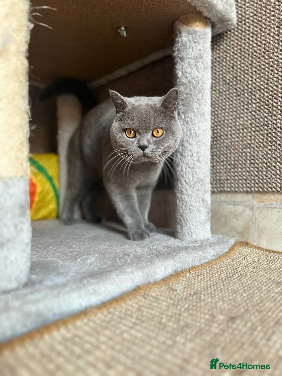 British Longhair cats for stud: GORGEOUS BSH BLUE FOR STUD - Advert 4