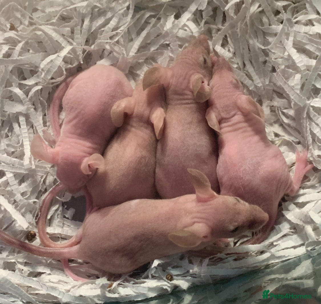 Mouse rodents Hairless mice for sale  - Advert 2